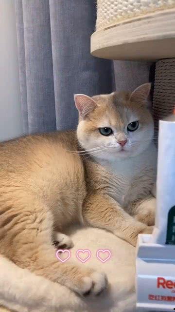 猫咪沉浸式吃瓜,揭秘猫咪的神秘世界