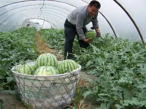 上海山瓜怎么吃,解锁夏日清新美味