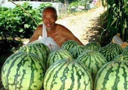 砍人吃瓜,揭秘砍人吃瓜事件的惊人真相