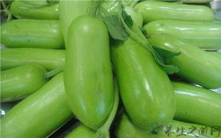 吃蒲瓜发闷吗,揭秘吃蒲瓜是否会引发闷气之感