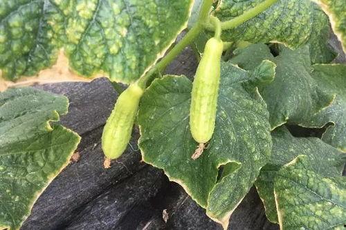 瓜没洗可以吃么,瓜没洗能吃吗?揭秘水果清洗的真相