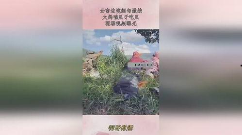 缅甸边境大妈吃瓜,品尝边境风情