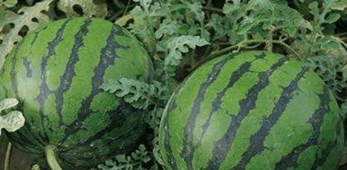 吃瓜的老瓜农,瓜田里的岁月与智慧