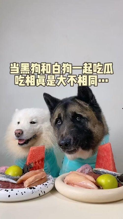 萌宠吃瓜小说,一只狗狗的甜蜜吃瓜日常