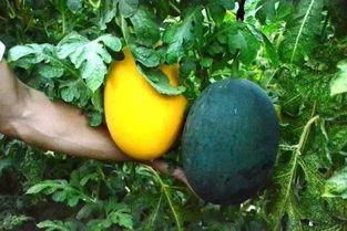 安徽暴力吃瓜,一场引发社会关注的街头冲突