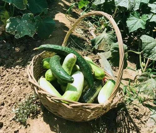 杨瓜根怎么吃,杨瓜根的多样食用方法探索