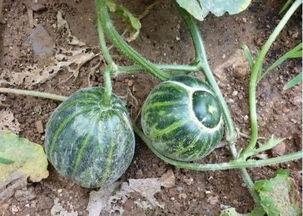 射阳老陈吃瓜,射阳老陈的瓜田奇遇记