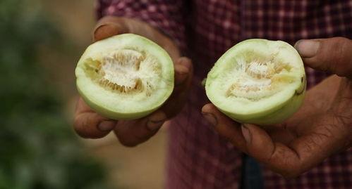 直播吃福寿瓜,福寿瓜美食之旅