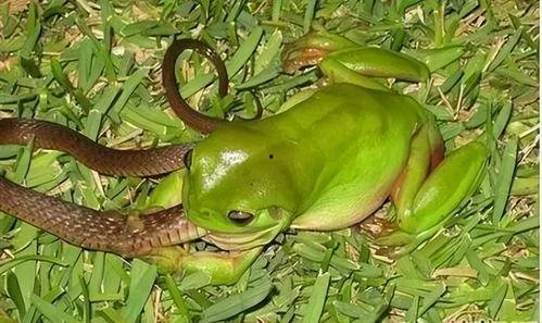 吃瓜的卖青蛙,揭秘卖青蛙的奇妙之旅