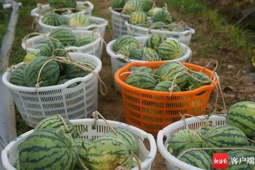 蠡县吃瓜网站,揭秘当地美食文化,带你领略特色小吃魅力