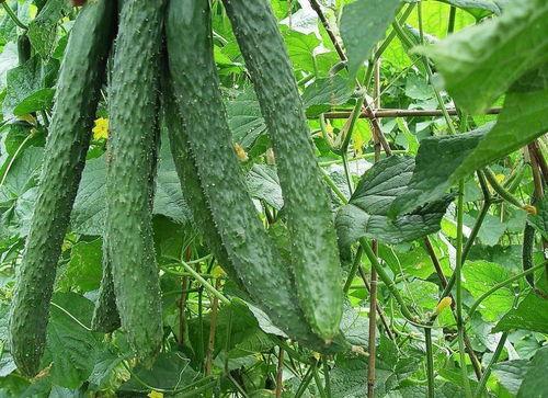 段家吃瓜人,一场吃瓜人生的酸甜苦辣