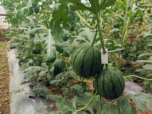 51在线吃瓜,揭秘娱乐圈幕后故事