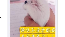 老鼠吃瓜视频,老鼠偷吃瓜视频引发网友热议