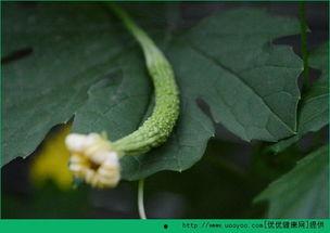 人流后可以吃杨瓜