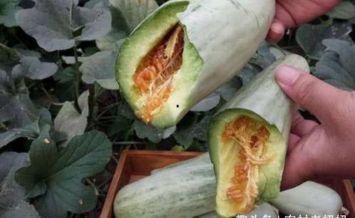 孕妇吃花皮瓜,花皮瓜的营养益处与食用指南