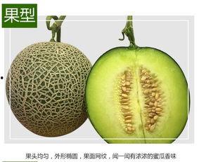 留香蜜瓜是玫珑瓜吗怎么吃,揭秘是否为玫珑瓜及美味食用指南