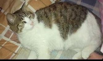 吃瓜猫漫画,揭秘娱乐圈背后的那些事儿