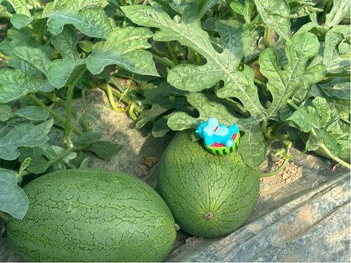 新的吃瓜基地,网红打卡新地标，美食狂欢盛宴来袭